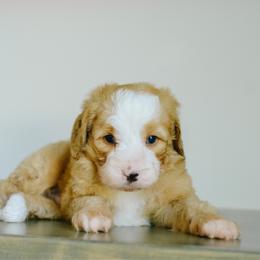 Bryan - Red male Bernedoodle puppy in Spanish Fork, Utah from K Brand Doodles