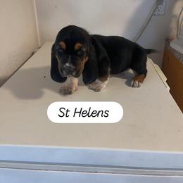 Basset Hound Puppies from Idagon Bassets