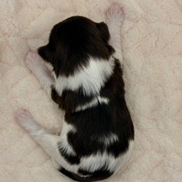 Boy 3 - Chocolate male Havanese puppy in Elkins, Arkansas from Havana Knights Havanese
