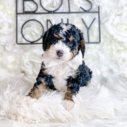 Bernedoodle, Cockapoo, and Goldendoodle Puppies from Danie’s Darling Doodles LLC