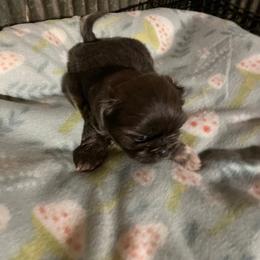 Dutchess - Chocolate female Shih Tzu puppy in Pleasant Shade, Tennessee from Kuntry Tyme Shih Tzu