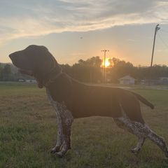 Rogue - Bracco Italiano