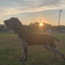 Rogue - Bracco Italiano