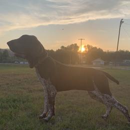 Rogue - Bracco Italiano