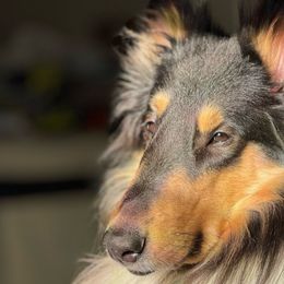 Darry - Collie