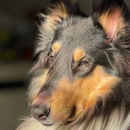 Darry - Collie