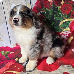 Boy 1 - Blue merle male Australian Shepherd puppy in Lakeland, Florida from Diamond P Australian Shepherds