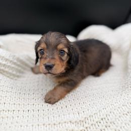 Shaded red girl - Red female Dachshund puppy in Beaver, Pennsylvania from Meaden’s Mini Dachshunds