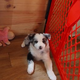 Border Collie Puppies from Janese's Border Collies
