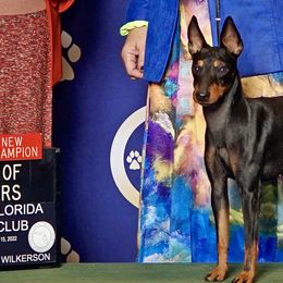 Maze - Manchester Terrier