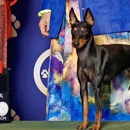 Maze - Manchester Terrier
