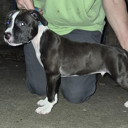 Teal boy - Seal brown male American Staffordshire Terrier puppy in Alvin, Texas from Shaner's Amstaffs
