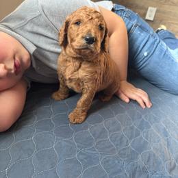 Leonardo - Red  male Poodle puppy in Milan, Tennessee from Twin Oak Goldendoodles