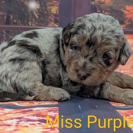 Miss Purple - Merle female Labradoodle puppy in Lebanon, Pennsylvania from Robertson's Retrievers and Doodles