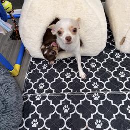 Chihuahua All Grown Up from Sugar Cookie Chihuahuas