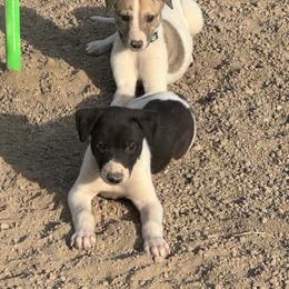 Golden Retriever and Greyhound Puppies from K and E Kennels