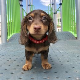 Dachshund Puppies from Mini Doxies R Us