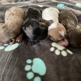 Dachshund Puppies from L & J Kennel
