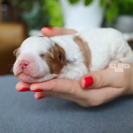 FIFA - Blenheim male Cavapoo puppy in Salado, Texas from Red Ranch Dogs
