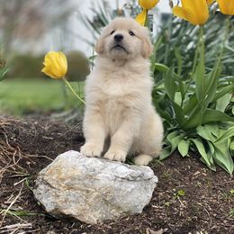 Golden Retriever and Nederlandse Kooikerhondje Puppies from Morning Sky Goldens