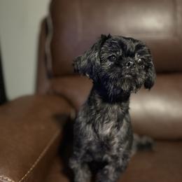 Chocolate - Shih Tzu