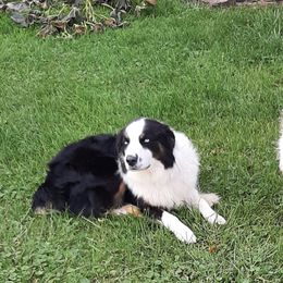 Australian Shepherds from Aussies of Hunt Farm