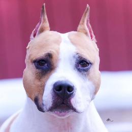 Josie - American Staffordshire Terrier