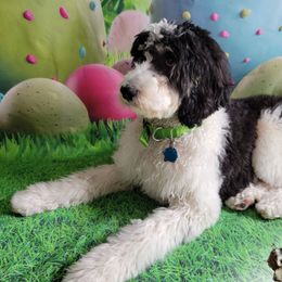 Bernedoodle Puppies from A Star is Born Doodles