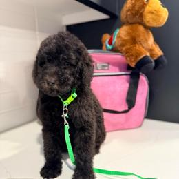 Nancy Downs - Black female Goldendoodle puppy in Houston, Texas from Were The Mack'Doodles