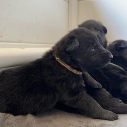 Daisy - Bi-color female German Shepherd puppy in Salem, Virginia from Vom Kylohaus German Shepherds