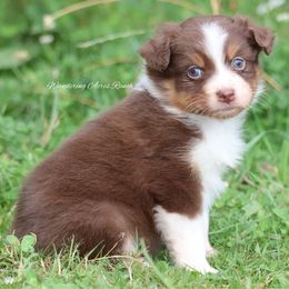 Rtf3 - Red tri-color female Australian Shepherd puppy in Chehalis, Washington from Wandering Acres Ranch