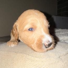 Bubbles - teal collar - Apricot female Goldendoodle puppy in Puyallup, Washington from Dawnie’s Doodles