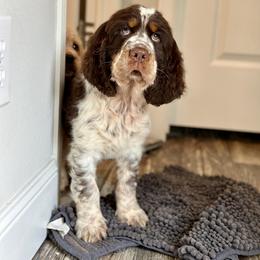 English Springer Spaniel Puppies from Willow Creek Farms