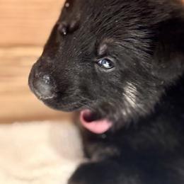 Pink Girl - Black and red female German Shepherd puppy in Rolesville, North Carolina from Ransomshire Shepherds
