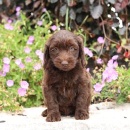 Green - Chocolate male Australian Labradoodle puppy in Williamstown, New York from Lewis Manor Labradoodles
