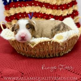 Ringo Starr - Chocolate merle male Bernedoodle puppy in Austin, Texas from Boutique Bernedoodles & Co.