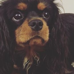 Cavalier King Charles Spaniels from Slade Cavalier