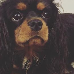Cavalier King Charles Spaniels from Slade Cavalier