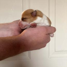 Magnus - Fawn male Pembroke Welsh Corgi puppy in Grand Junction, Colorado from Mount Garfield Corgis