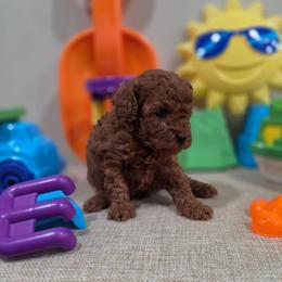 Yogi (AKC) - Red  male Poodle puppy in Rainbow City, Alabama from Spinks Poodles