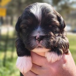 Chewie - Brindle male Lhasa Apso puppy in Greenville, South Carolina from Lots of Lhasa Love