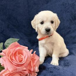 Penelope (Maggie) - Light golden female Golden Retriever puppy in Conroe, Texas from Tails of Cypress
