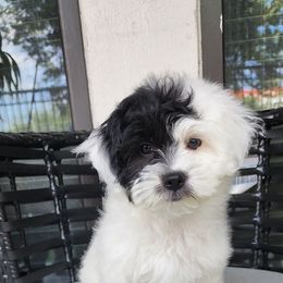 Left Eye - Black and white female Havanese puppy in Fort Bend County, Texas from Marcia Hamlet