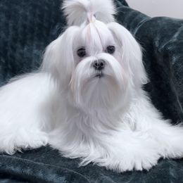 Maltese puppies from Iron Angel Maltese