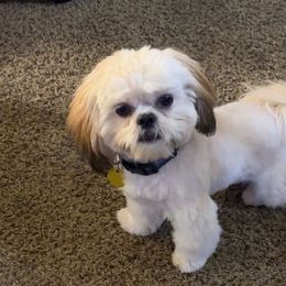 Teddy - Shih Tzu