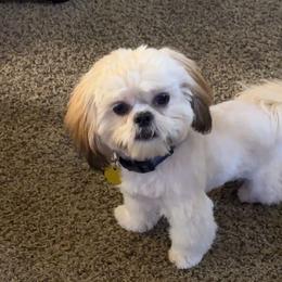 Teddy - Shih Tzu