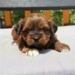 Leon - Chocolate sable male Havapoo puppy in Loveland, Colorado from Littledoodles2love