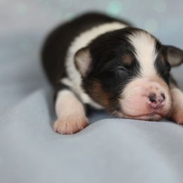 Australian Shepherd Puppies from Mezzo Australian Shepherds