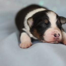 Australian Shepherd Puppies from Mezzo Australian Shepherds
