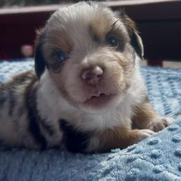 Brutus - Red merle male Miniature American Shepherd puppy in Monroe, Utah from Shawnkara Australian Shepherds & Miniature American Shepherds